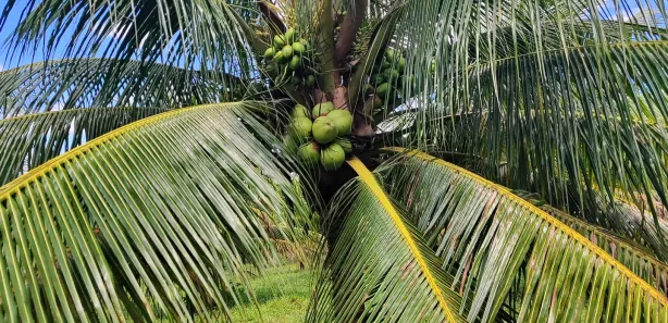 Fazenda/Sítio com 3 Quartos para venda ou aluguel, 380000m² no , São José de Mipibu