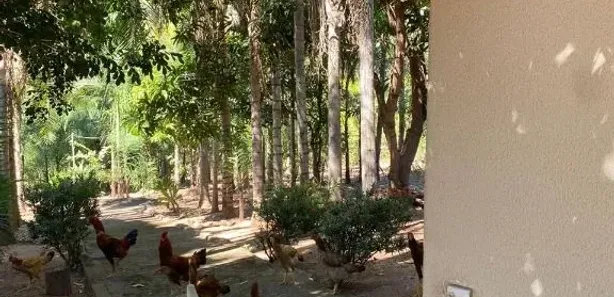 Fazenda/Sítio com 3 Quartos à venda, 200m² no , Niquelândia