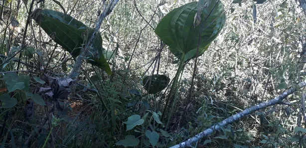 Lote/Terreno à venda, 20000m² no Cordisburgo, Cordisburgo
