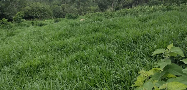 Lote/Terreno à venda, 20000m² no Zona Rural, Fortuna de Minas