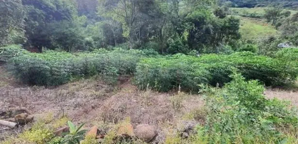 Fazenda/Sítio com 3 Quartos à venda, 90000m² no , Caraá