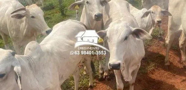 Fazenda/Sítio com 2 Quartos à venda, 1930000m² no , Estreito