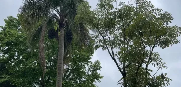 Fazenda/Sítio com 4 Quartos à venda, 150m² no , Caraá