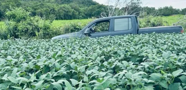 Fazenda/Sítio à venda, 1m² no , Goiatins
