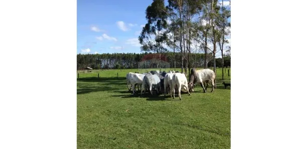 Fazenda/Sítio com 1 Quarto à venda, 138m² no Centro, Mucuri