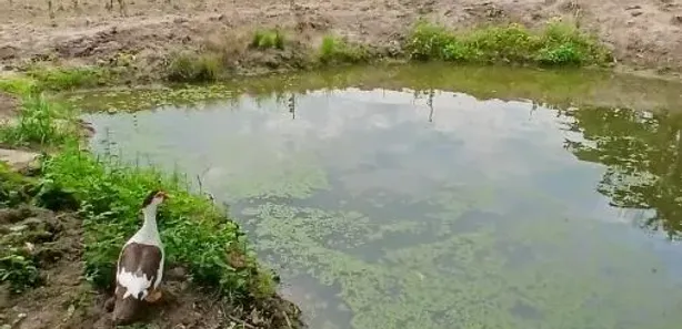 Fazenda/Sítio com 2 Quartos à venda, 31000m² no , Tanguá