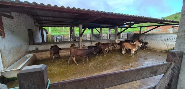 Fazenda/Sítio com 3 Quartos à venda, 820000m² no , Serraria