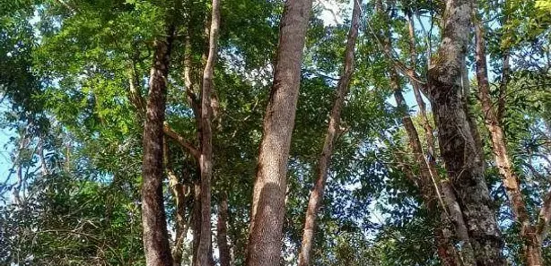 Fazenda/Sítio com 2 Quartos à venda, 200m² no Abadiânia, Abadiânia