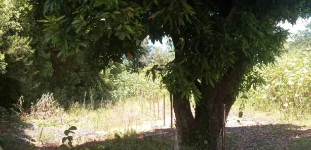 Lote/Terreno à venda, 350m² no Parque Amador, Esteio