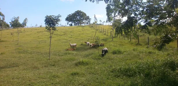 Fazenda/Sítio à venda, 14700m² no Centro, Tanguá