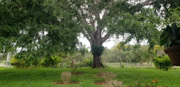 Fazenda/Sítio à venda, 690m² no , Padre Bernardo