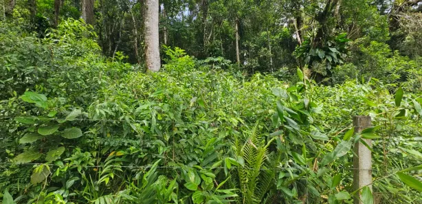 Lote/Terreno à venda, 2400m² no Antonina, Antonina