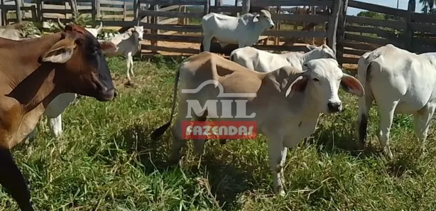 Fazenda/Sítio à venda, 249m² no , Buritis