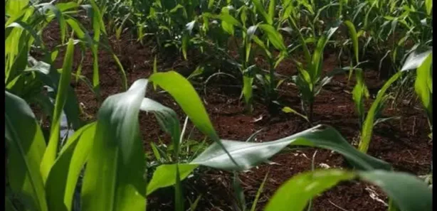 Fazenda/Sítio à venda, 23000m² no Condomínio Mestre D'Armas, Brasília