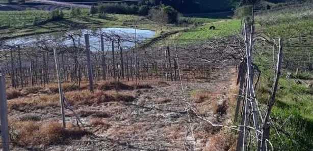 Fazenda/Sítio à venda, 135000m² no Nova Vicenza, Farroupilha