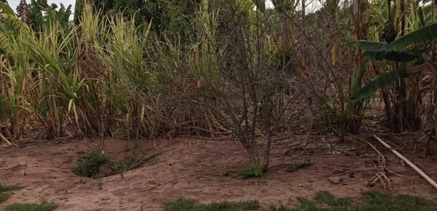 Fazenda/Sítio à venda no , Buritis