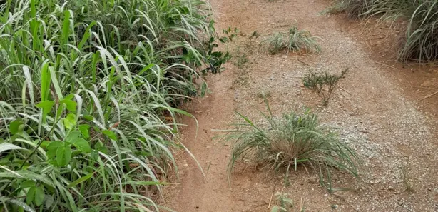 Fazenda/Sítio com 2 Quartos à venda, 280000m² no , Padre Bernardo