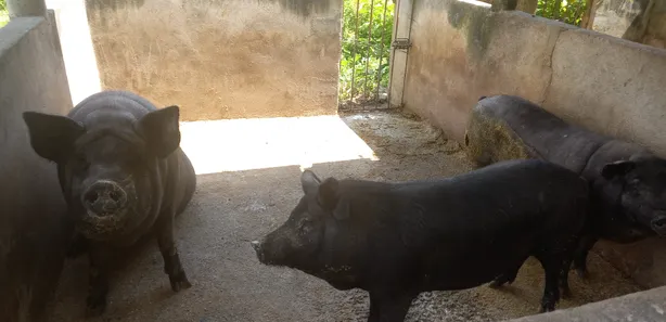 Fazenda/Sítio com 3 Quartos à venda, 250000m² no , Silvânia