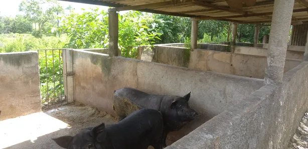 Fazenda/Sítio com 3 Quartos à venda, 250000m² no , Silvânia