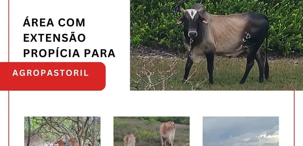 Lote/Terreno à venda, 176500m² no , Humberto de Campos