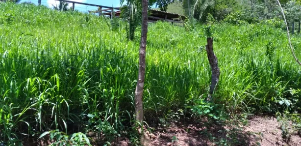 Fazenda/Sítio com 3 Quartos à venda, 3000000m² no , Padre Bernardo