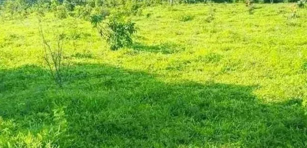 Fazenda/Sítio à venda no Jardim Vera Cruz, Jaraguá