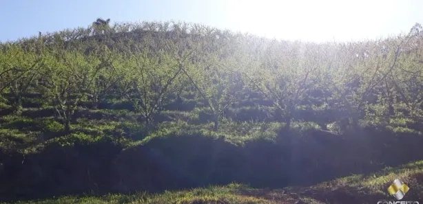 Fazenda/Sítio à venda, 135000m² no Nova Vicenza, Farroupilha