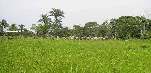Fazenda/Sítio com 1 Quarto à venda, 1m² no Caravelas, Caravelas