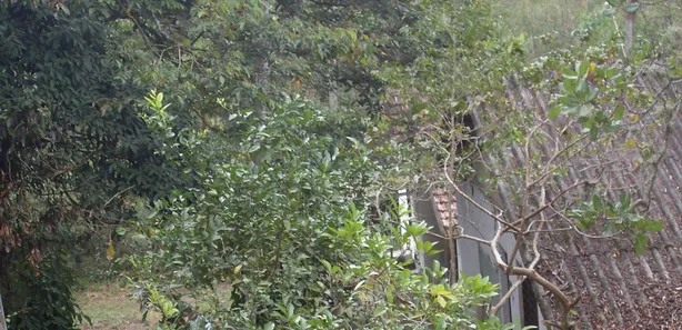 Fazenda/Sítio com 3 Quartos à venda, 31000m² no Guaratiba, Rio de Janeiro