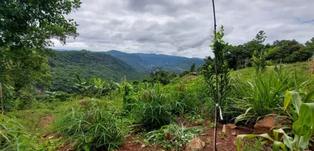 Lote/Terreno à venda, 25000m² no Scheiblin, Linha Nova