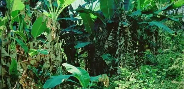 Fazenda/Sítio com 1 Quarto à venda, 6000m² no Pitangas, Tanguá