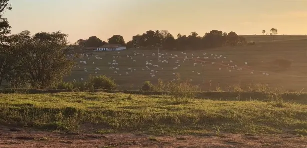 Fazenda/Sítio com 3 Quartos à venda, 10000m² no , Cafelândia