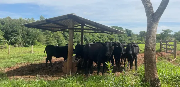 Fazenda/Sítio com 3 Quartos à venda, 72600m² no Área Rural de Inhumas, Inhumas