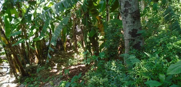 Lote/Terreno à venda, 604m² no Jardim Botânico, Rio de Janeiro