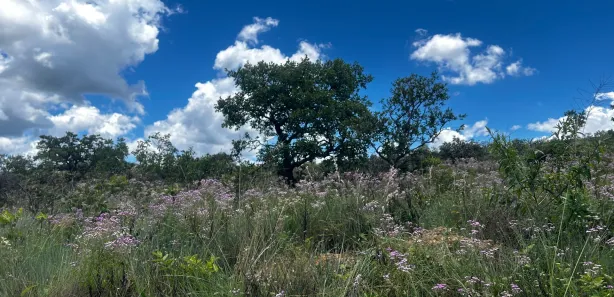 Lote/Terreno à venda, 20000m² no Zona Rural, Paraopeba