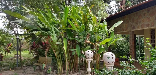 Fazenda/Sítio à venda, 800m² no Tranqueira, Altos