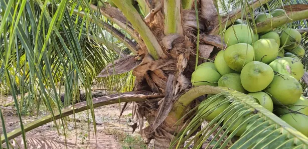 Fazenda/Sítio com 3 Quartos para alugar, 380000m² no , São José de Mipibu