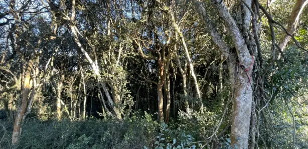 Lote/Terreno à venda, 389m² no Cruzeiro, Caxias do Sul