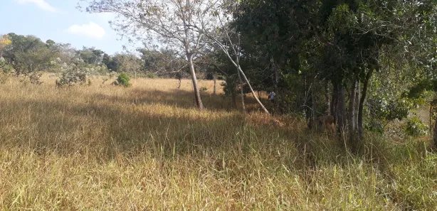 Lote/Terreno à venda, 20000m² no , Paraopeba