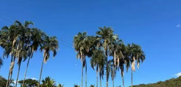 Fazenda/Sítio com 5 Quartos à venda, 600m² no , Leopoldo de Bulhões