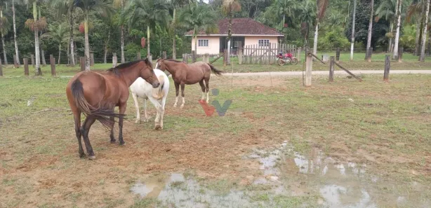 Fazenda/Sítio com 1 Quarto à venda, 332m² no Guaraqueçaba, Guaraqueçaba