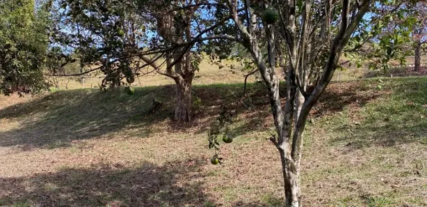Fazenda/Sítio à venda, 800m² no , Nova Veneza