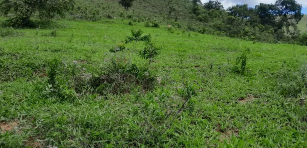 Fazenda/Sítio com 2 Quartos à venda, 150000m² no Área Rural de Brazlândia, Brasília