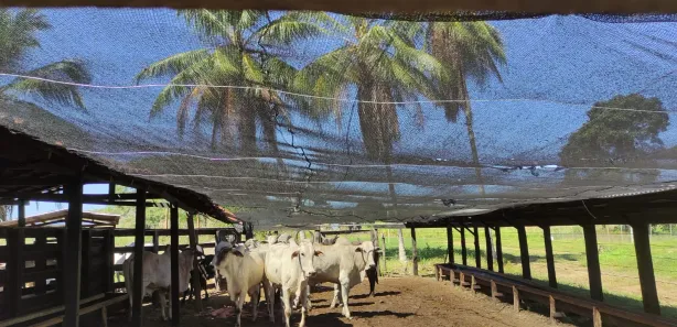 Fazenda/Sítio à venda, 300m² no Centro, Itapecuru Mirim