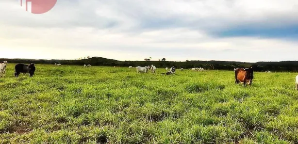 Fazenda/Sítio com 2 Quartos à venda, 15800000m² no Setor Central, Pedro Afonso