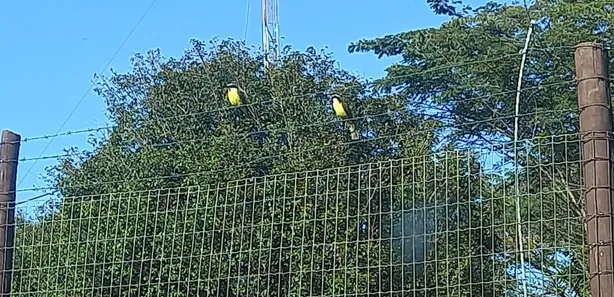 Fazenda/Sítio à venda, 2100m² no Zona Rural, Terezópolis de Goiás