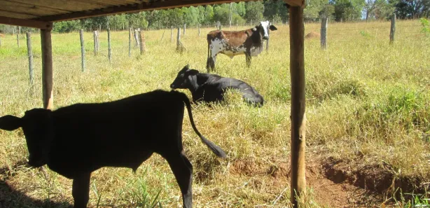 Fazenda/Sítio com 4 Quartos à venda, 96800m² no , Abadiânia