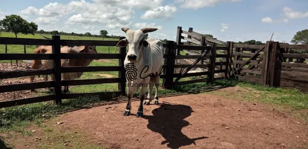 Fazenda/Sítio com 1 Quarto à venda, 3115800m² no Zona Rural, Miracema do Tocantins