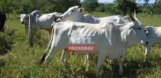 Fazenda/Sítio à venda, 249m² no , Buritis