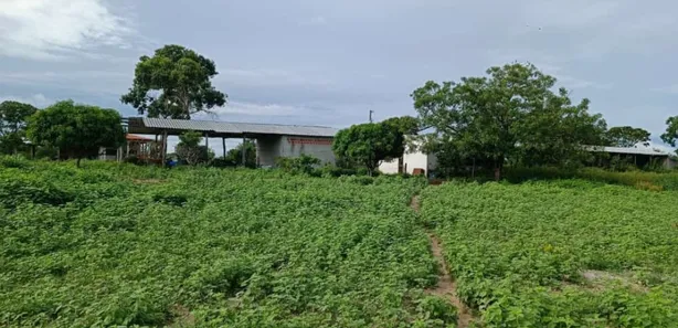 Fazenda/Sítio à venda no , Buritis